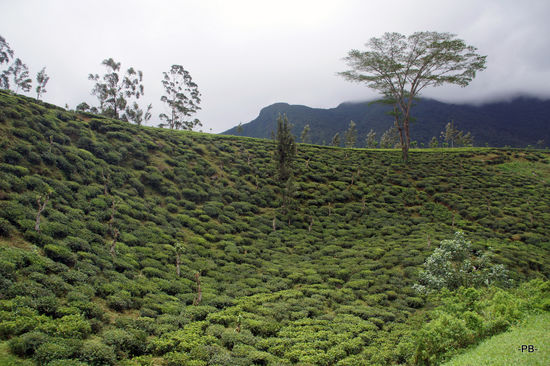 Auf beiden Seiten der Zugstrecke: Teeplantagen.