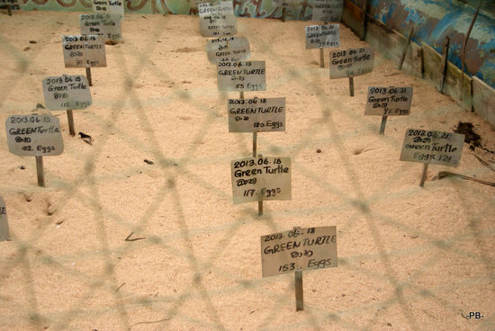 In einer Aufzuchtstation für Schildkröten