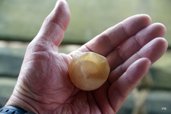 Ein Schilkrötenei...