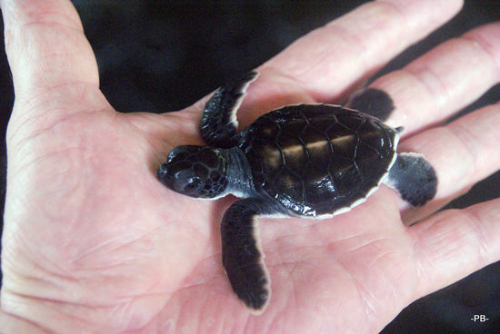 ... und die dazugehörige Schildkröte