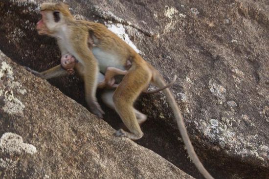 Den Affen dagegen macht das Ganze gar nichts aus!