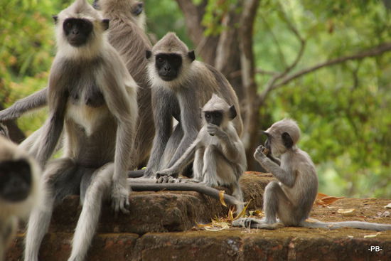 Und die Affenbande brüllt...