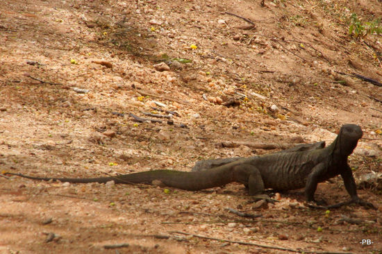 Immer wieder kreuzt ein Waran unseren Weg.