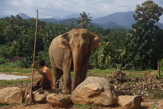 Ein Elefant und sein Mahout