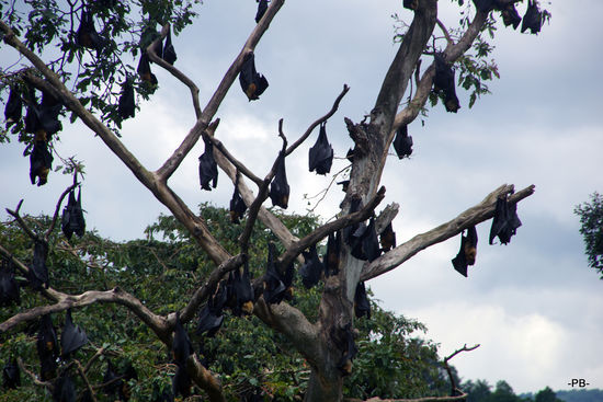 Fliegende Hunde? Hängende Hunde trifft es wohl besser!