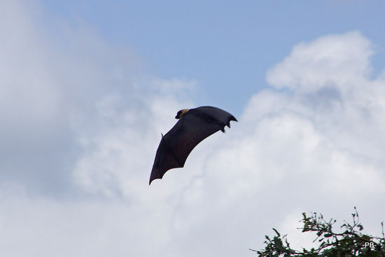 Aaaaachtung! Hund im Anflug!