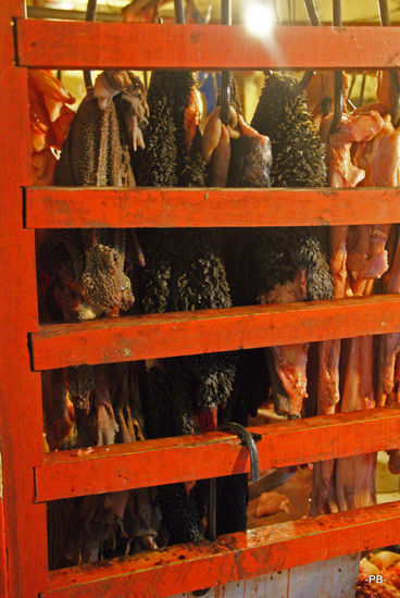 Fliegende Hunde, die leider nicht mehr fliegen