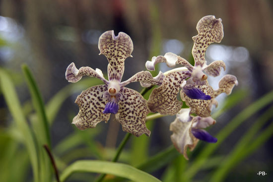 Orchiedeen, wohin man schaut