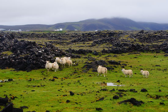 In Island gibt es wesentlich mehr Schafe als Menschen.
