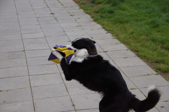 Wetten, dass der Haushund alle Bölle und Steine fängt? Er ist so verspielt, dass er mit seiner Nase ständig Kieselsteine in den Hot Tub schubst, damit er apportieren kann.