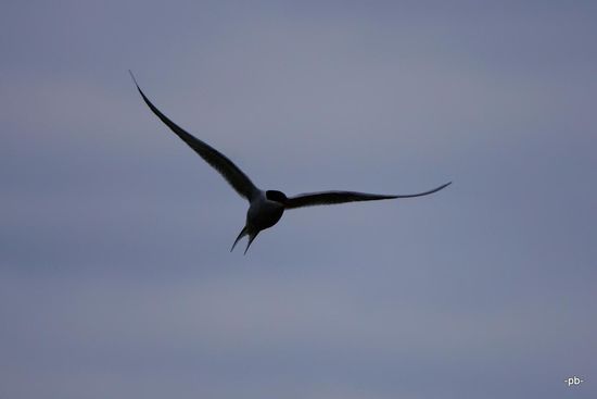 Wenn Alfred Hitchkock noch leben würde: Hier würde er den Spielfilm "Die Vögel 2" drehen. Es gibt Areale um unsere Hütte, die man nicht unbedingt betreten sollte - außer, man mag es wenn 30 bis 40 Vögel pro Minute millimeterscharf an einem vorbei fliegen.