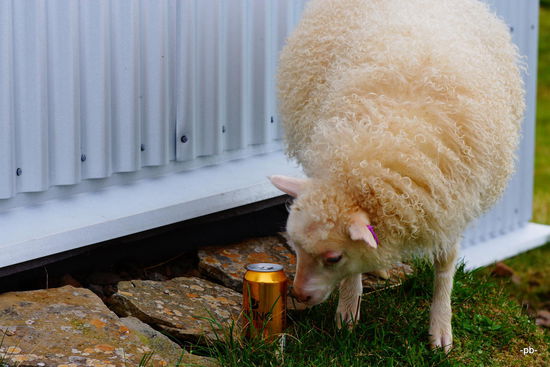 Unser Nachbar kommt gerne auf ein Bier vorbei.