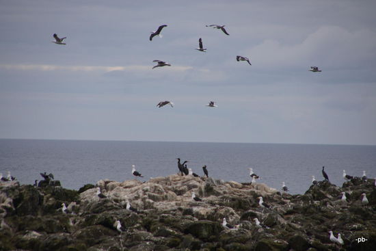 Kaltes sauberes Meer = viele Fische = viele Vögel.