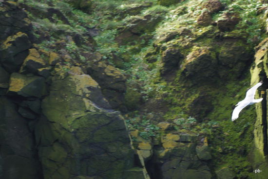 Kommt man vom Land her, wirkt die Landschaft eher lieblich mit ihren aftig grünen gewellten Hügeln. Am Meer stürzt sich dann aber eine Klippe in die Tiefe. Kein Wunder, dass hier viele Seevögel nisten und brüten.