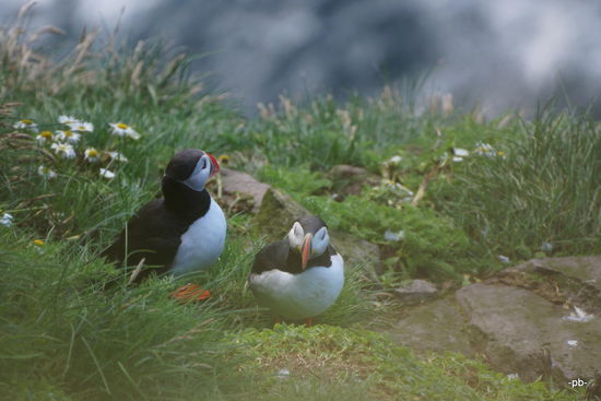 Besonders die Papageientaucher haben es den Besuchern angetan.