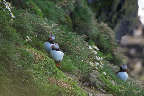 Tausende der Papageientaucher sind hier zuhause.
