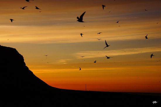 Die Vögel wollen noch nicht ins Bett!