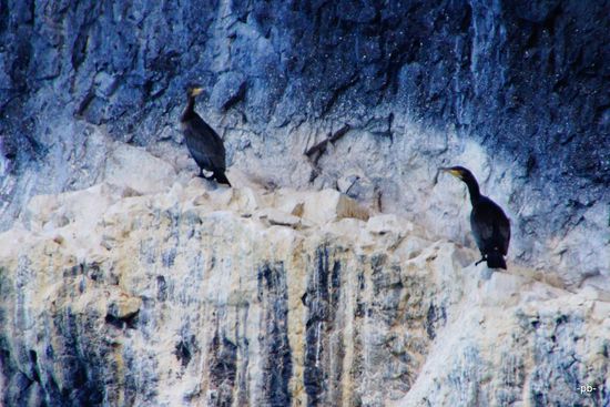 Zurück war die Fahrt magenschonender, nicht zuletzt, weil wir eine andere Strecke gefahren sind, an einem Vogelfelsen vorbei und in einen Fjord, ein paar Urlauber abholen.