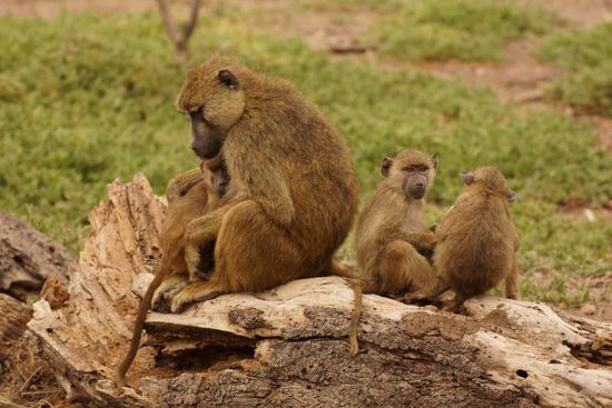 Paviane sind unsere stetigen Begleiter.