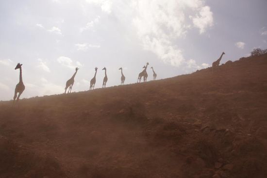 Tauchen auf einmal am Kraterrand auf: Giraffen