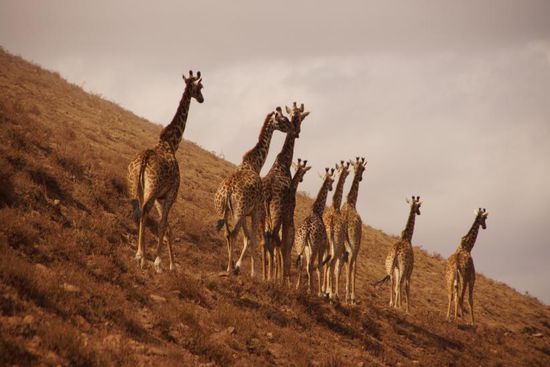 Majestätischen Anblick.