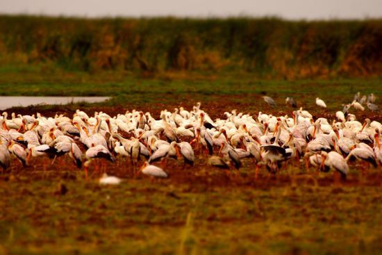 Pelikane am Lake Manyara.