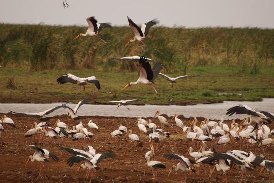 Immer was los am Lake Manyara.
