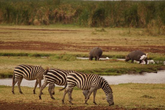 Idyll am Lake Manyara.
