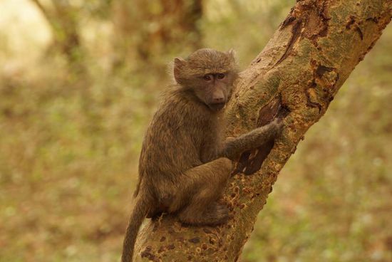 Auch Klettern will gelernt sein. Der Kleine tut sich noch etwas schwer.