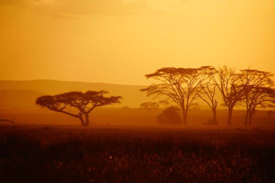 Später Nachmittag in der Serengeti.