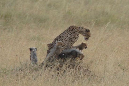 Eine Gepardin mit ihren fünf Jungen.