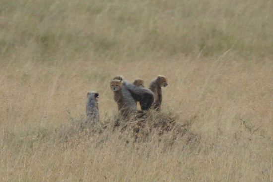 Mama ist auf der Jagd, hat ihre kleinen aber möglichst im Blick.