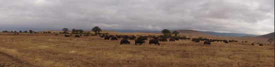 Büffel im 180 Grad-Panorama.