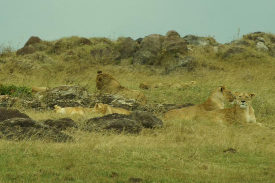 Löwen an Hyänen: Wann wird das Buffet eröffnet? Büffel an Löwen Gar nicht!