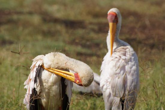 Der Lake Nakuru-Nationalpark ist vor allem für seine Vogelwelt bekannt.