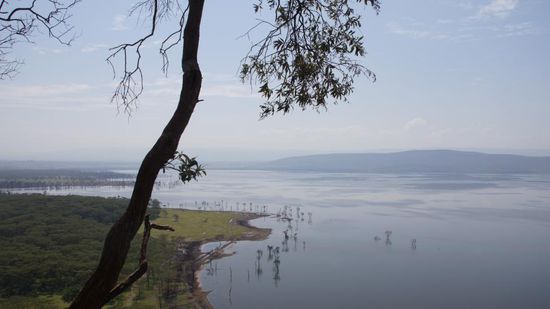 Blick auf den Lake Nakuru. Die ertrunkenen Bäum zeigen deutlich, dass die Dürreperiode vorbei ist. Aber auch das hat Auswirkungen!