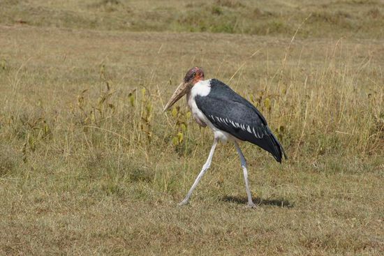 Stolziert elegant, als wäre er der König der Steppe.