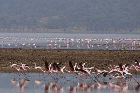 Die rosa Wolke hebt ab.