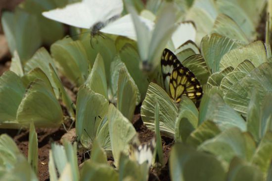 Und noch eine Wolke: Startklar und in weiß, Schmetterlinge.