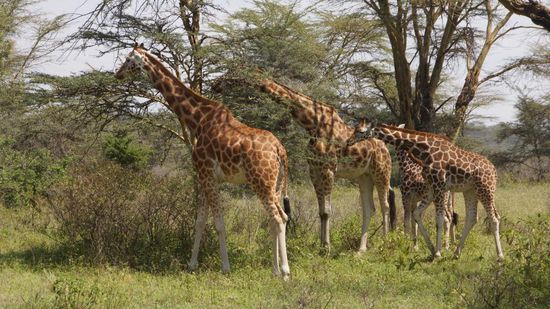 Warum faszinieren mich Giraffen nur so? Vielleicht, weil sie auch etwas größer sind als der Durchschnitt?