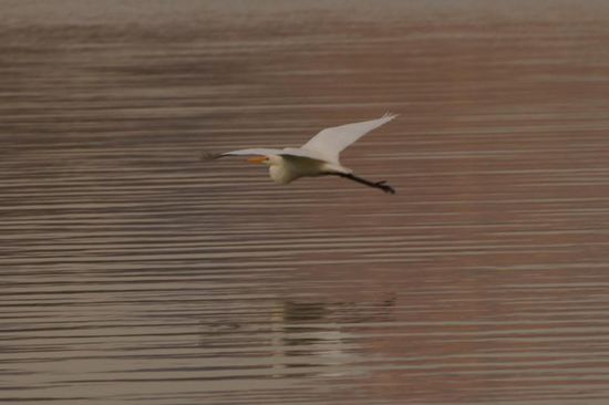 Auch hier: Viele Vögel.