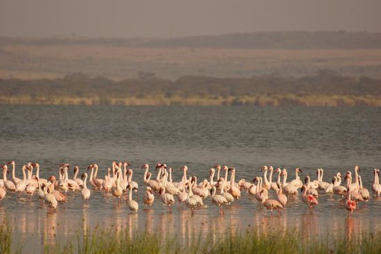 Auch hier etliche Flamingos.