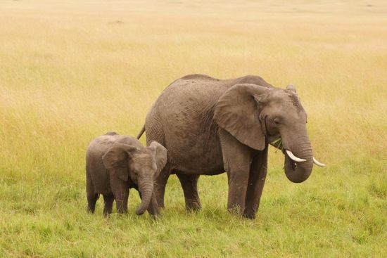 Eine Elefantenmama mit ihrem Nachwuchs