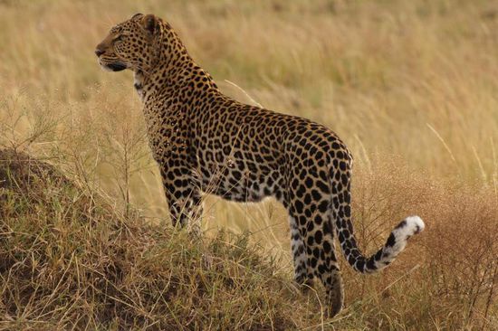 Bekommt nicht jeder Afrika-Reisende zu sehen: Ein Leopard exklusiv nur für uns. Spätestens jetzt versteht man, was gemeint ist mit "Zur richtigen Zeit am richtigen Ort sein." Fünf Minuten später war der Leopard wieder im Walde verschwunden.