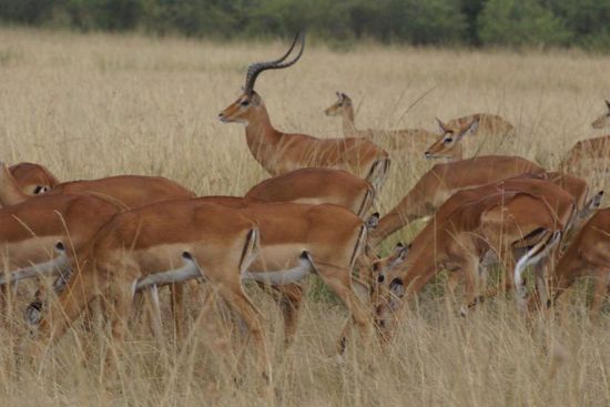 Die Tiere sammeln sich vor dem Mara-Fluss zum Wechseln auf die andere Flussseite, da wo der Regen fällt. Am Fluss warten Krokodile und Löwen auf sie.