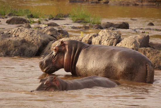 Ich hatte zwar keine Farm in Afrika, dafür aber ein luxuriöses Zelt, keine zehn Meter vom Mara-Fluss. Gestatten: Meine Nachbarn.