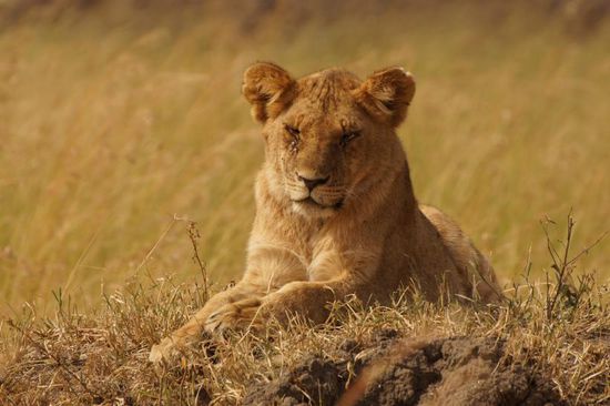 Deutlich fauler als der Leopard. 10 Minuten lang heben wir die Löwin nur liegend zu Gesicht bekommen, bevor sie mal die Augen öffnete Na ja, bei dem Wetter schickt man ja auch keine Löwin vor die Tür.