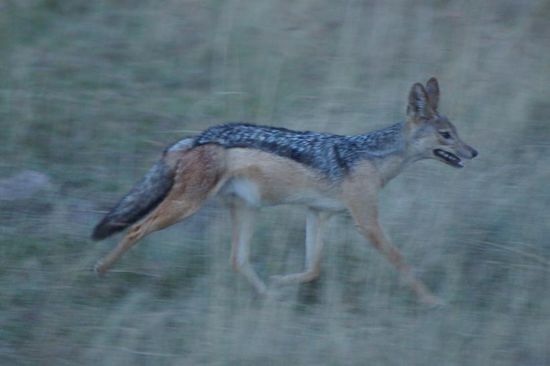 Nur darum geht es letztendlich in der Savanne: Fressen und gefressen werden. Wie wäre es mit einer Schweinehälfte? Oder doch lieber eine Antilopenhälfte?