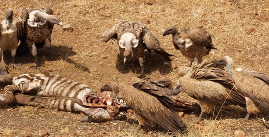 Streit um ein Zebra.