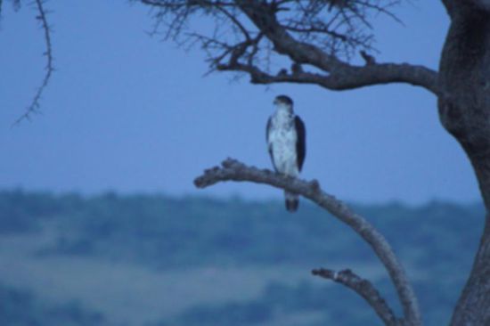 Unglaublich viele Vögel bekommen wir zu Gesicht.